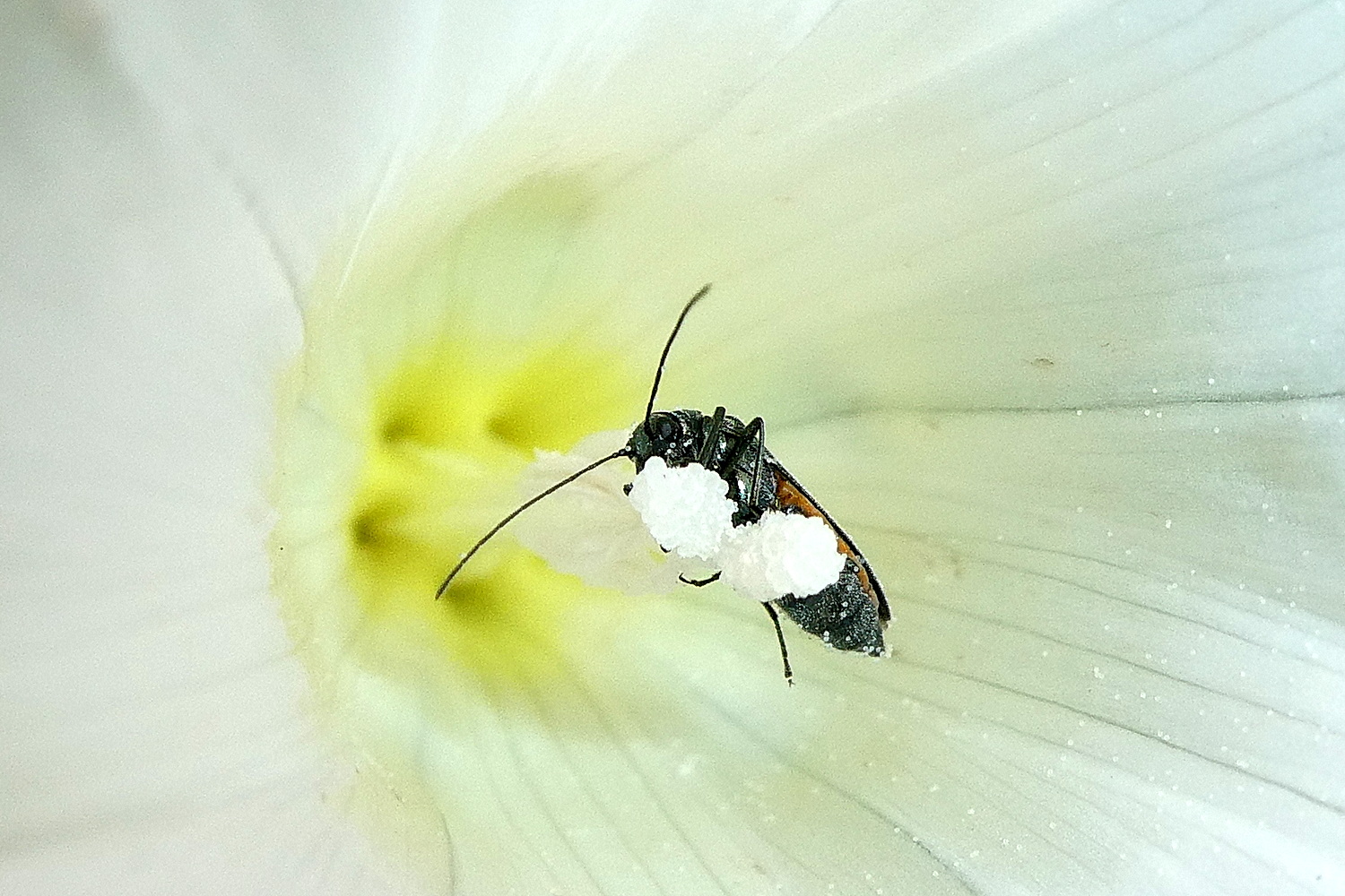 Käfer in einer Blüte