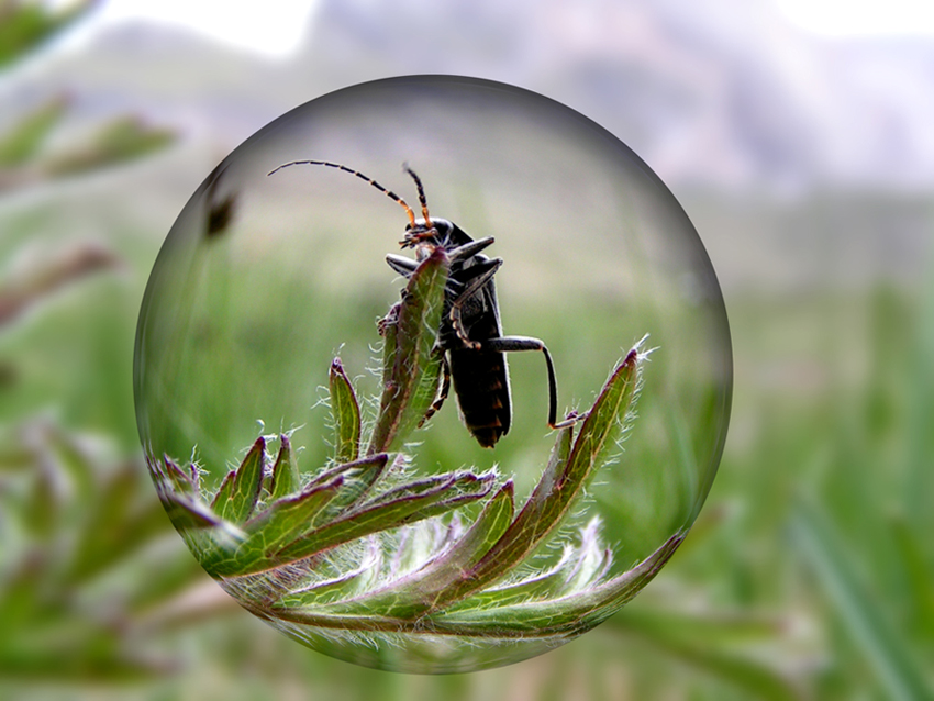 Käfer in einer Glaskugel