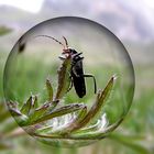 Käfer in einer Glaskugel