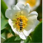 Käfer in einer Habebuttenblüte