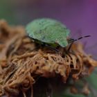 Käfer in grün