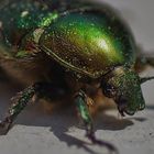 Käfer in Grün-metallic