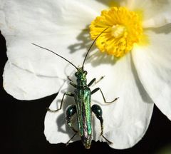 Käfer in Istrien