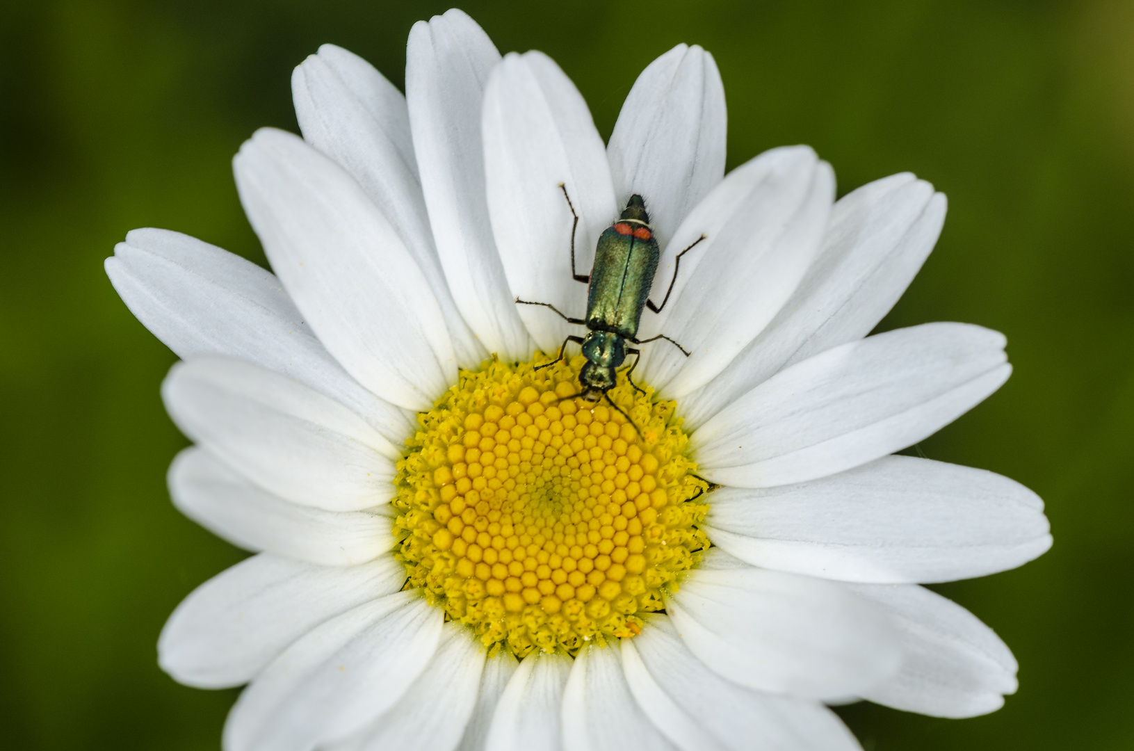 Käfer in Margeritenblüte (Malachius bipustulatus)