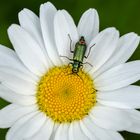 Käfer in Margeritenblüte (Malachius bipustulatus)