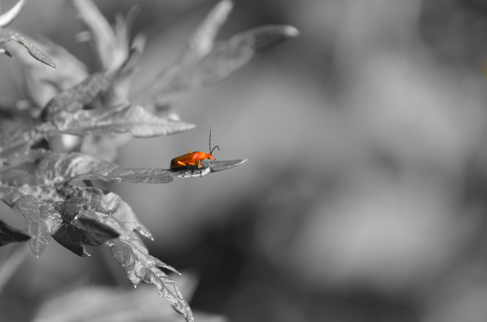 Käfer in Orange