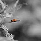 Käfer in Orange