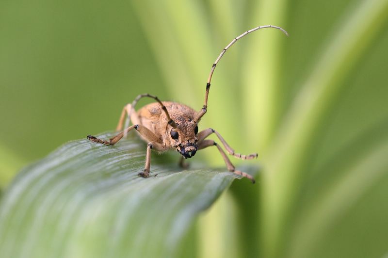 Käfer in Pose