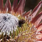 Käfer in Protea im Paarl Moutain Nature Reserve Südafrika 1