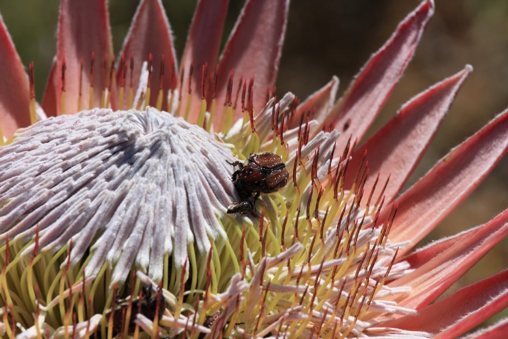 Käfer in Protea im Paarl Moutain Nature Reserve Südafrika 1
