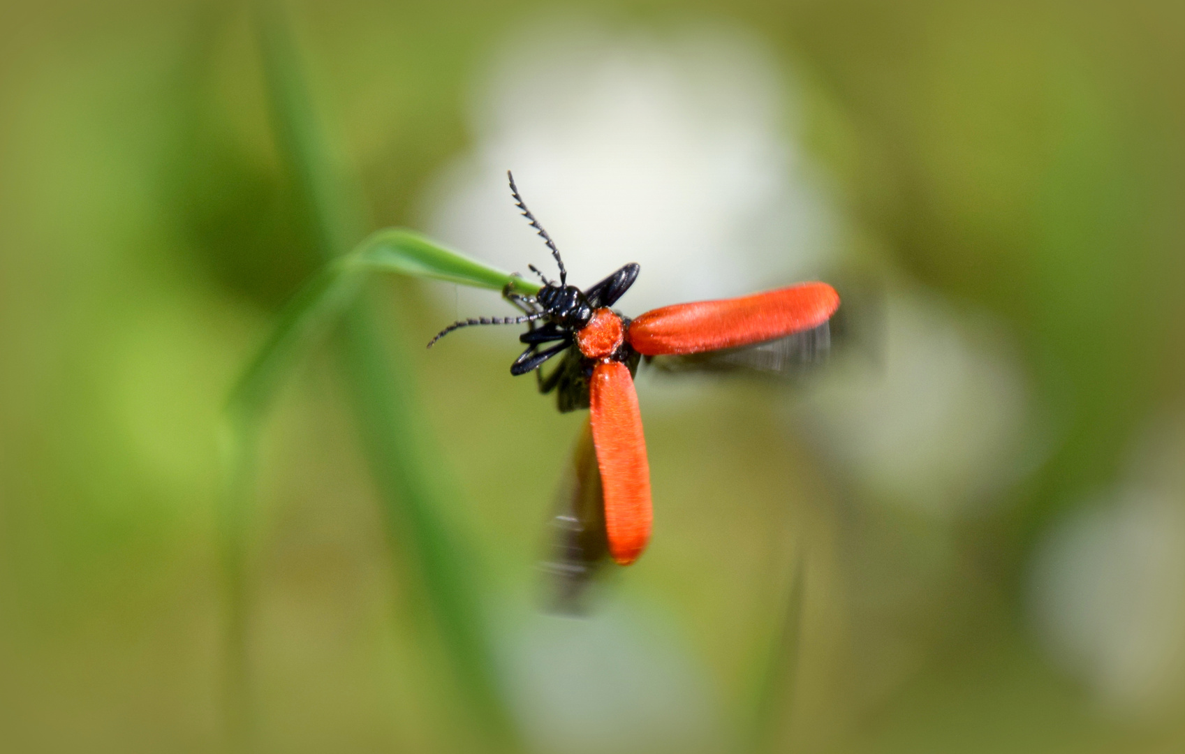 ..Käfer in Red..