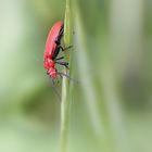 Käfer in Rot
