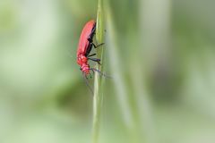 Käfer in Rot