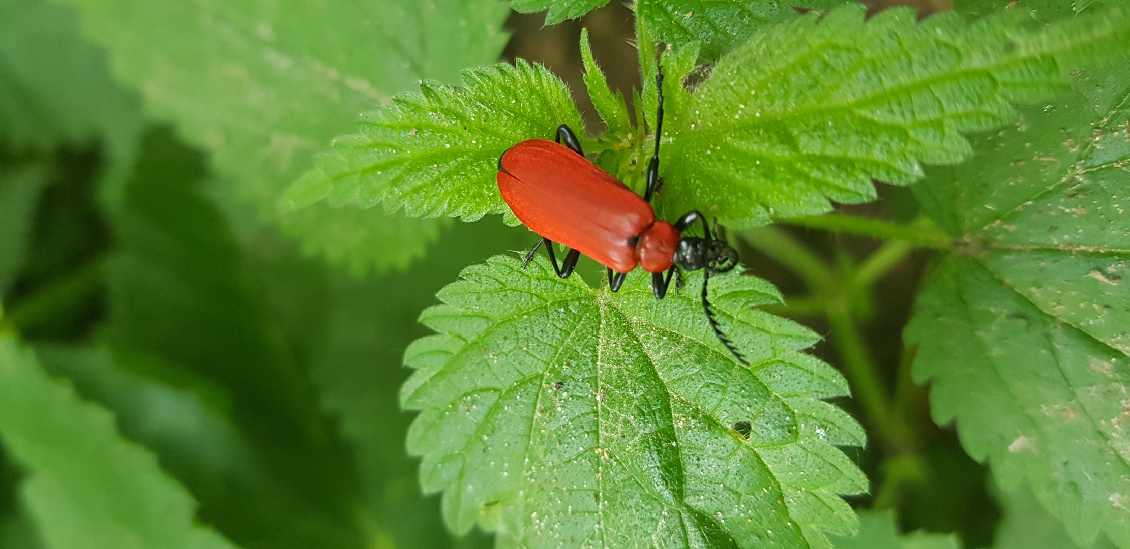 Käfer in rot