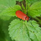 Käfer in rot