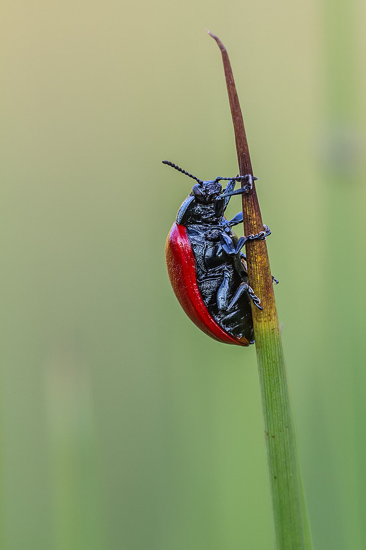 Käfer in Rot