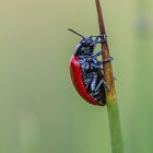 Käfer in Rot