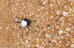 Käfer in Schwarz/Weiss - Cauricara eburnea (in der Nähe von Swakopmund / Namibia)