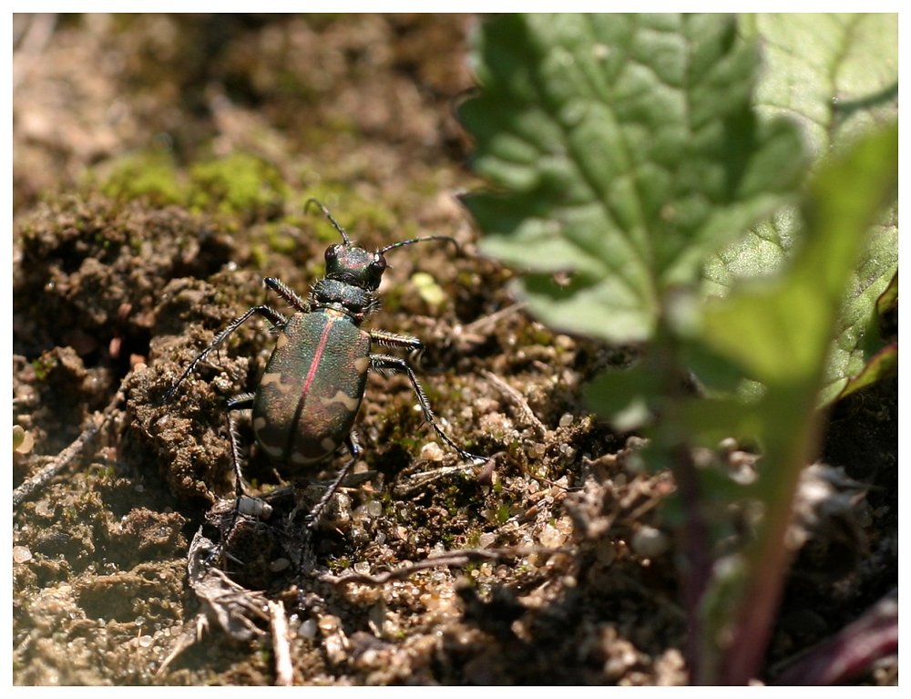 Käfer in Tarnanzug