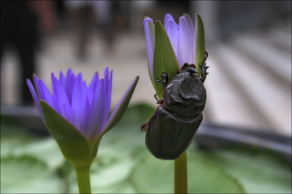 ~~~ Käfer in Thailand ~~~