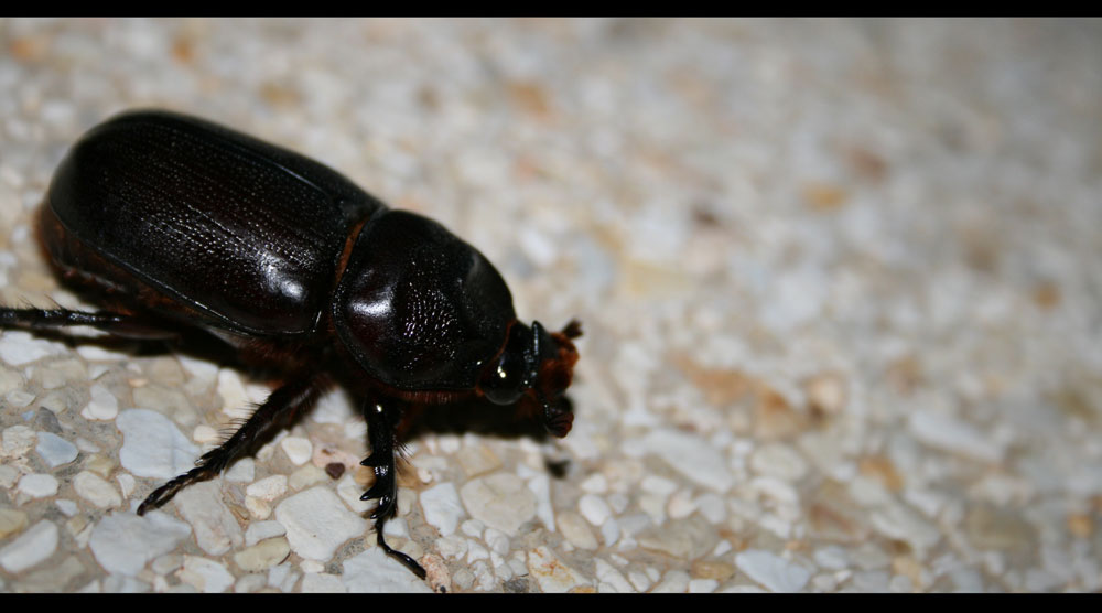 Käfer in Thailand