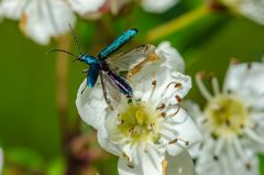 Käfer ist Startklar