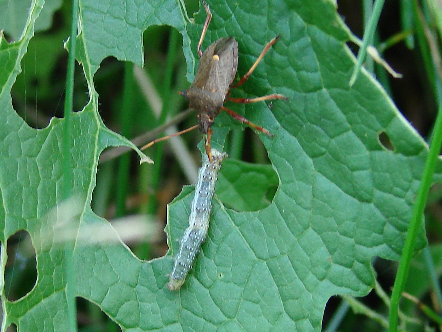 Käfer knutscht Raupe