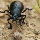 Käfer kommt entgegen!