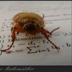 Käfer lernt Mathe