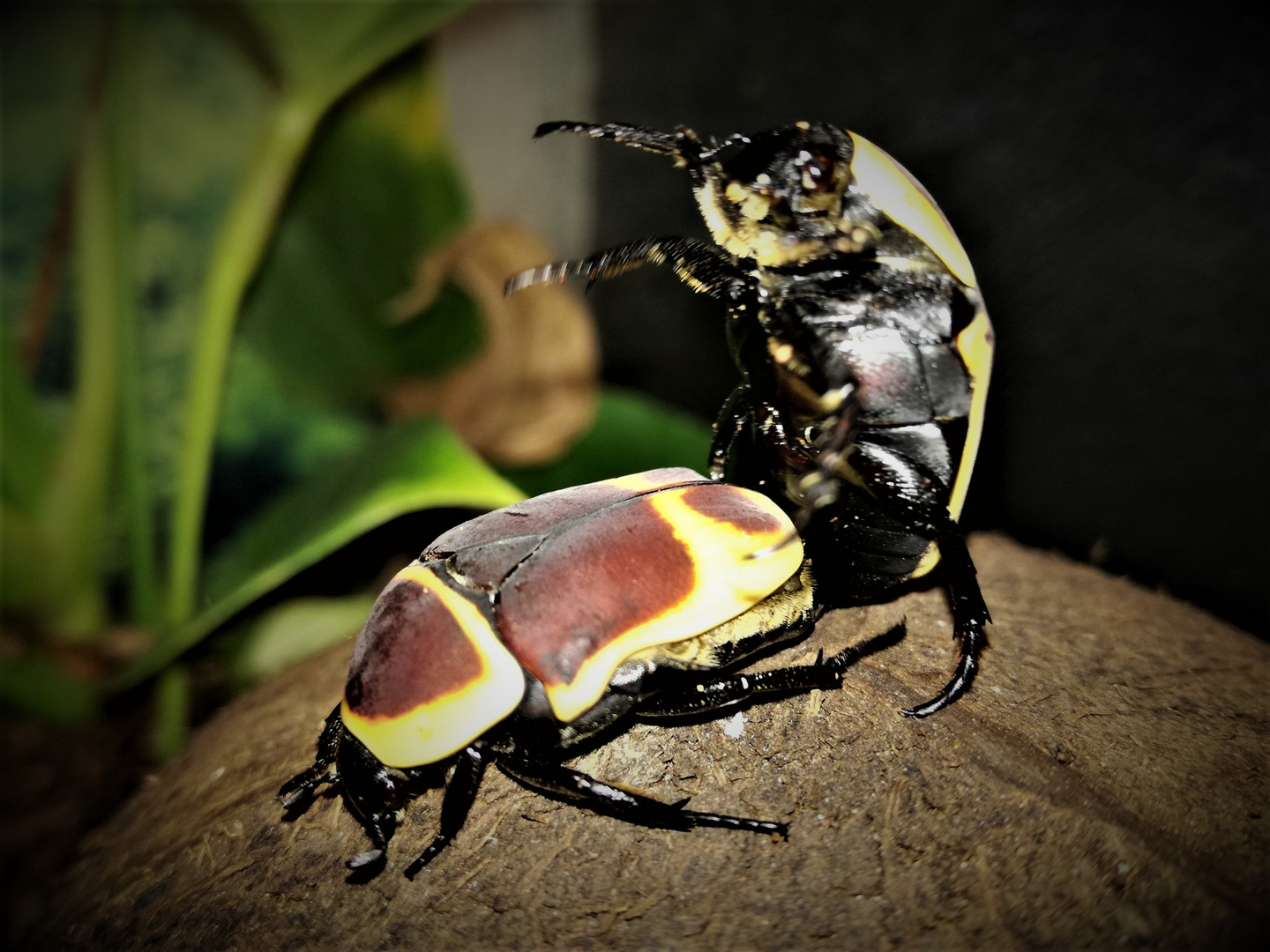 Kafer Liebe Foto Bild Tiere Haustiere Terraristik Bilder Auf Fotocommunity