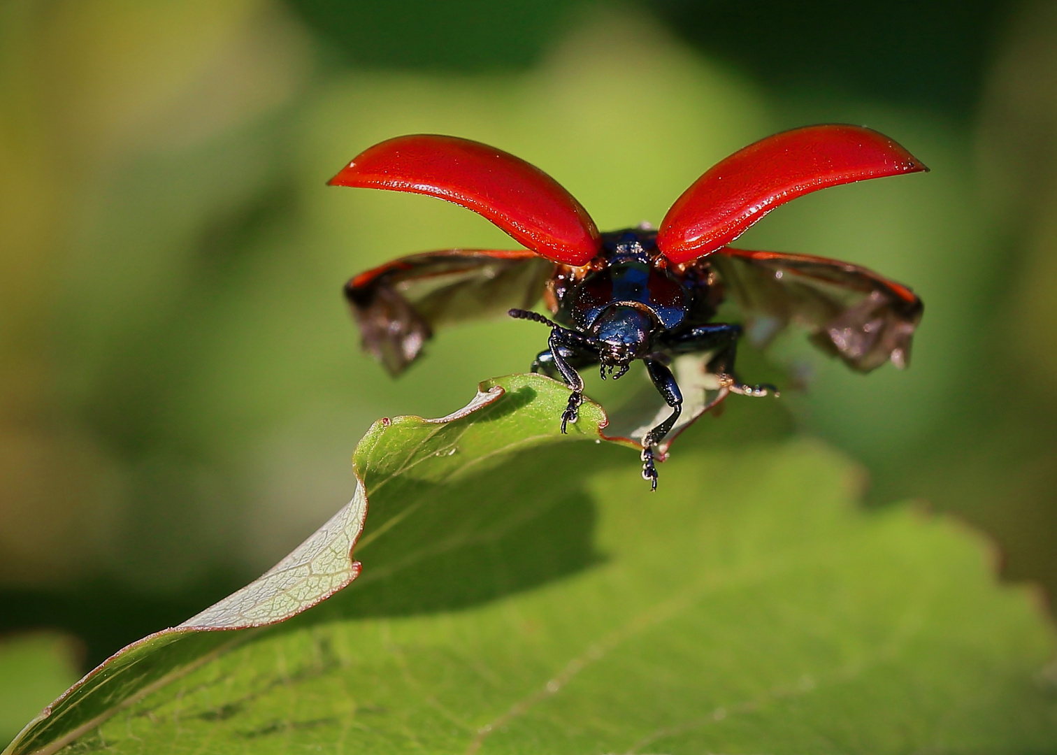 Käfer macht die Fliege...