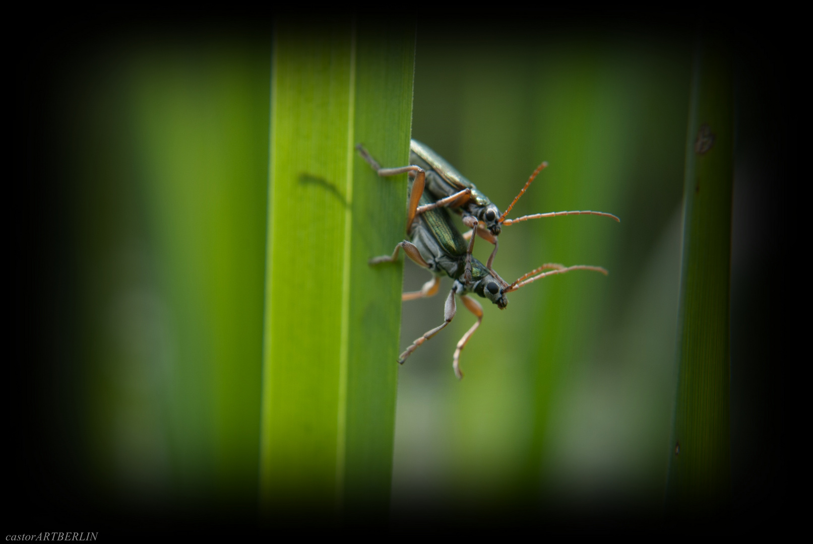 Käfer Macro