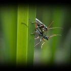 Käfer Macro