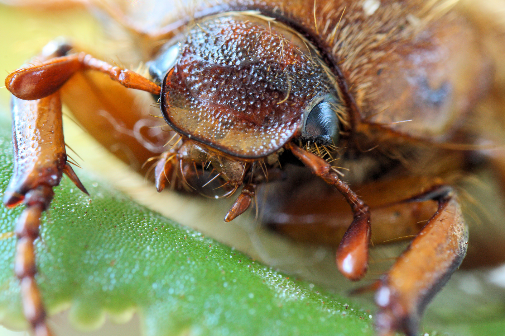 Käfer Makro