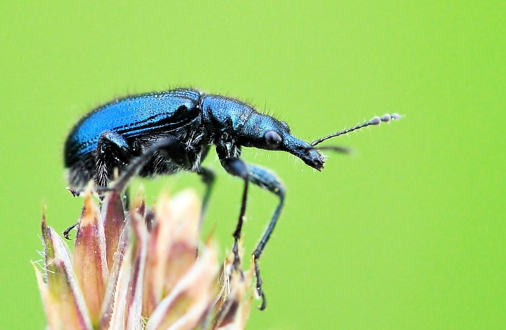 Käfer Makro