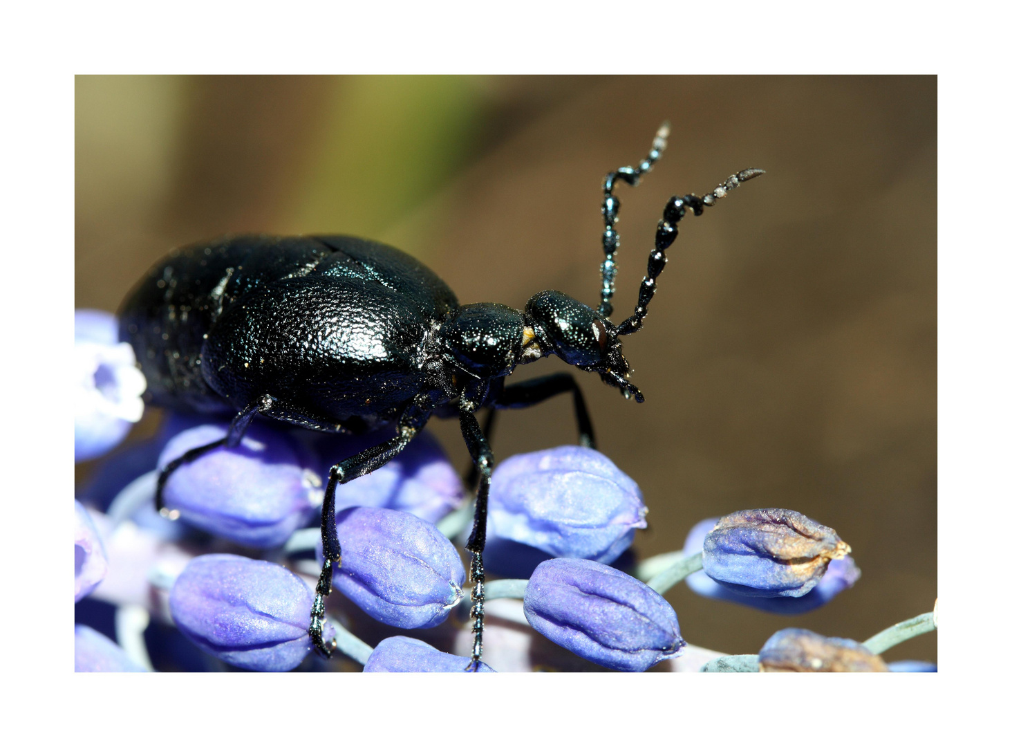 Käfer  (Meloe violaceus)