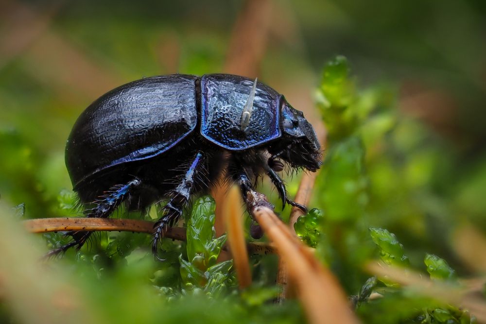 Käfer mit Antenne