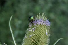 Käfer mit Arbeiten