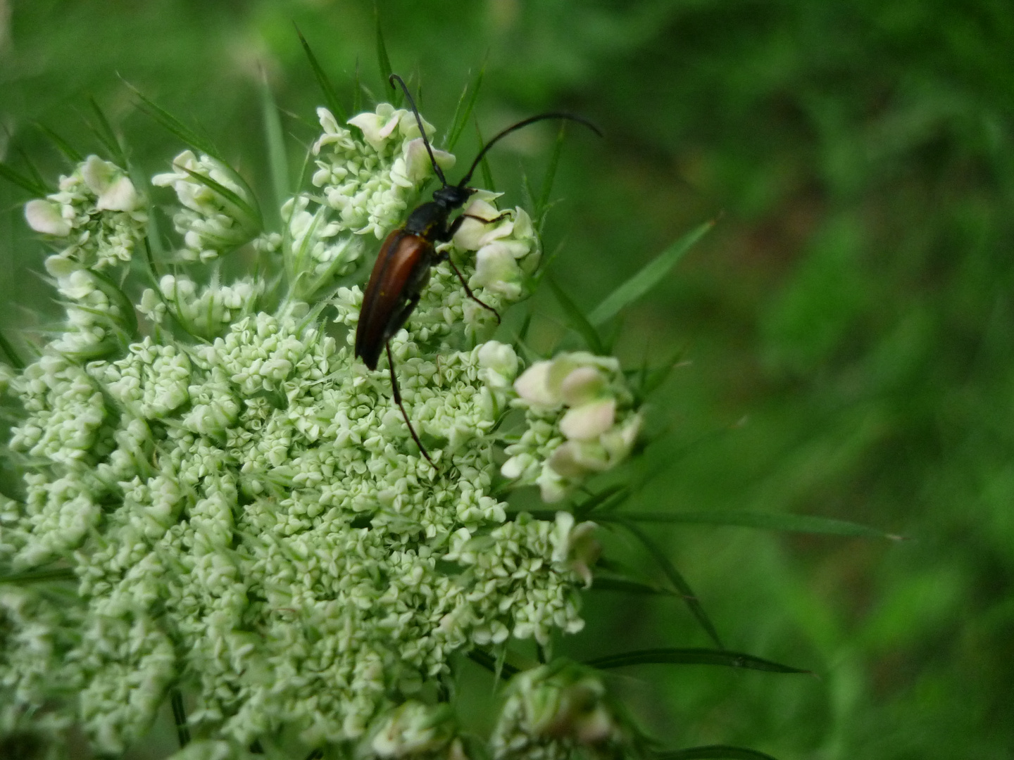 Käfer, mit Blume