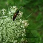 Käfer, mit Blume