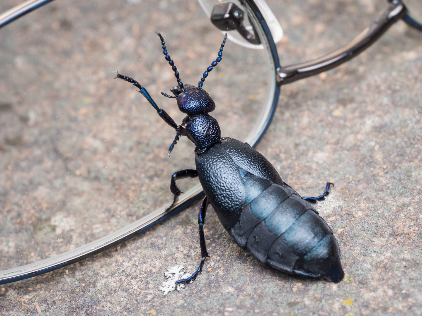 Käfer mit Durchblick