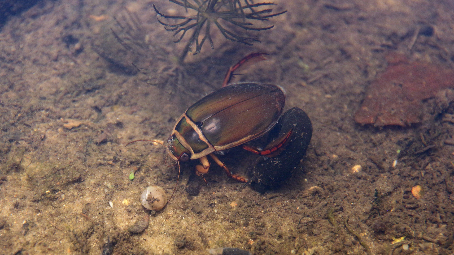 Käfer mit gelben Rand