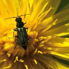 Käfer mit gelber Blume