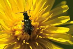 Käfer mit gelber Blume