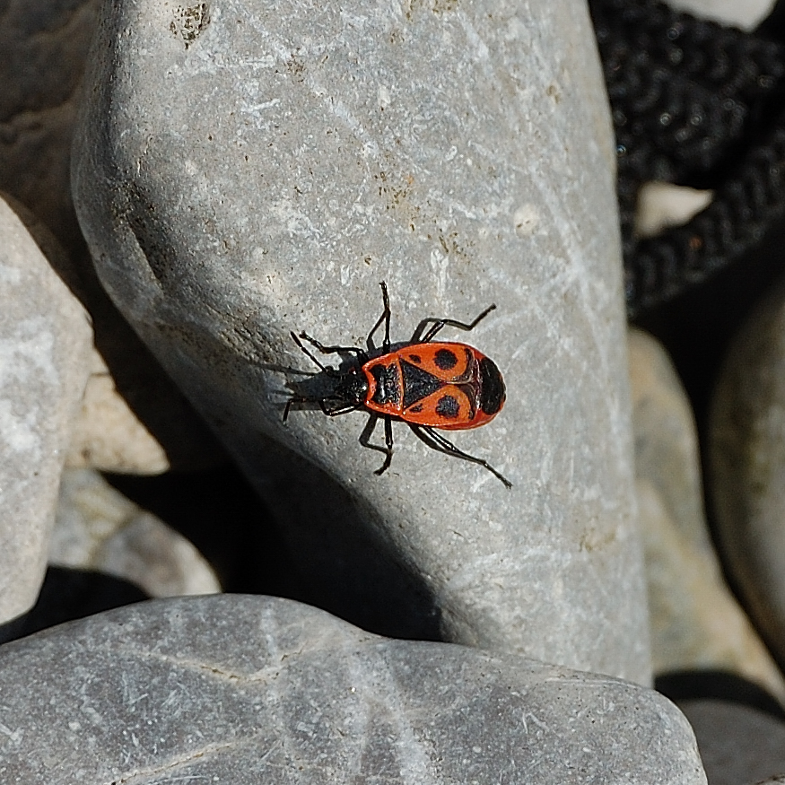 Käfer mit Gesicht