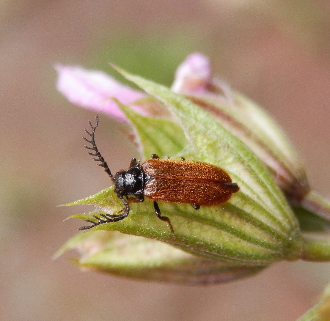 Käfer mit "Geweih" Der Gelbe Schneckenhauskäfer (Drilus flavescens) Foto & Bild natur