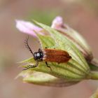 Käfer mit "Geweih" - Der Gelbe Schneckenhauskäfer (Drilus flavescens)