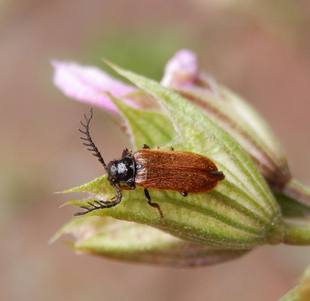 Käfer mit "Geweih" - Der Gelbe Schneckenhauskäfer (Drilus flavescens)