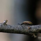 Käfer mit goldenem Schimmer