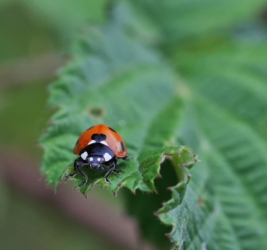 Käfer mit Herz